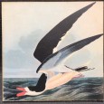 «John James Audubon - Peintre Naturaliste Américain» 